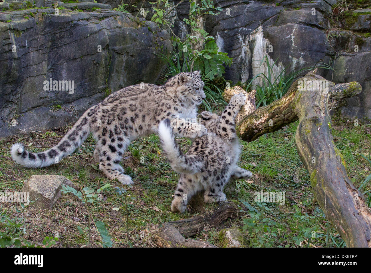 Snow Leopard cubs, 7 months old. Stock Photo