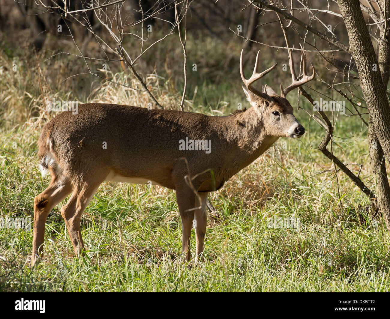 Whitetail Buck during the Rut in Minnesota Stock Photo Alamy
