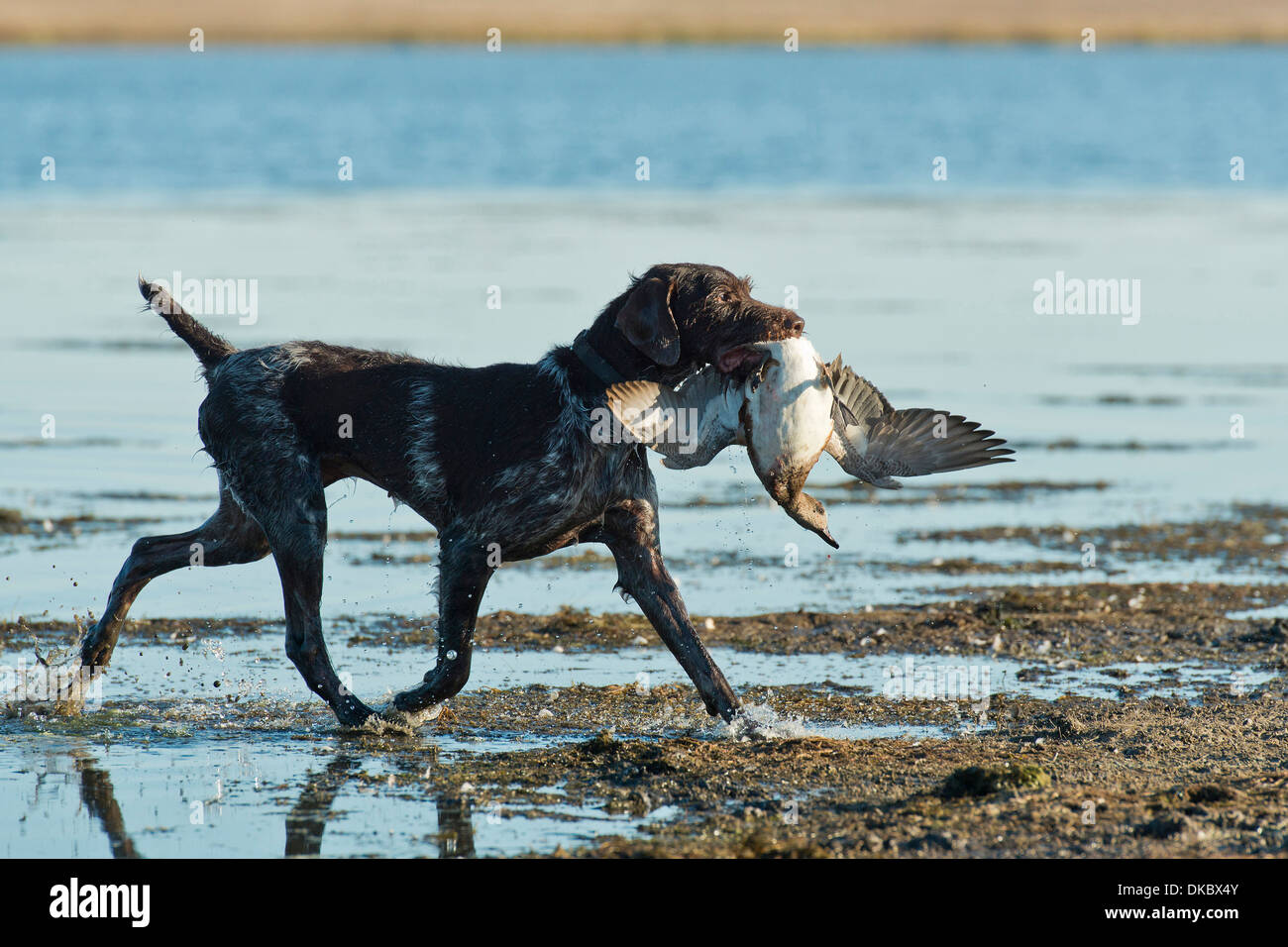 Hunting Dog With A Duck Stock Photo 63571563 Alamy