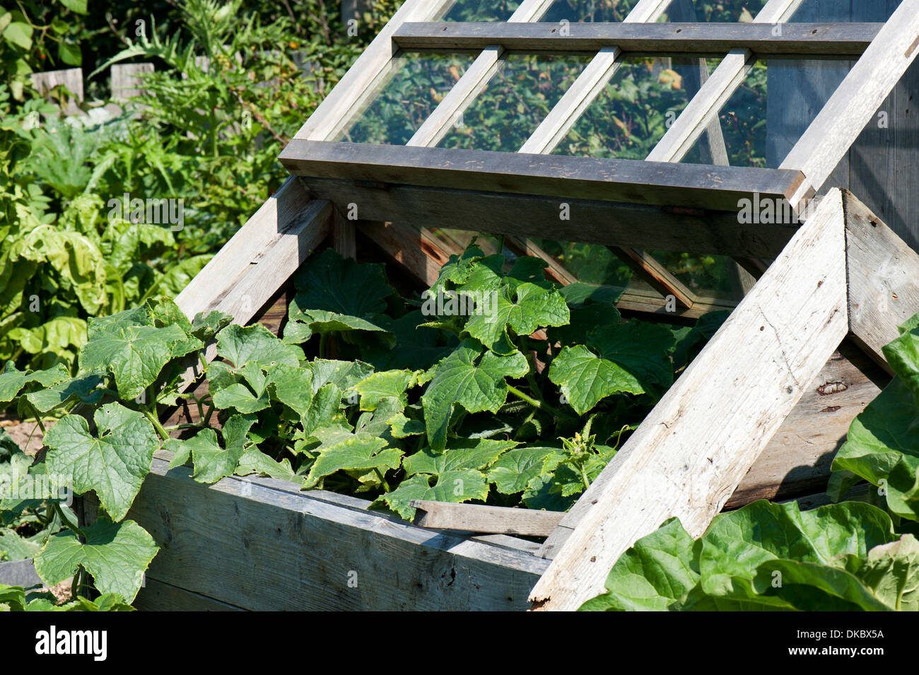 Open cold frame with cucumber plant Stock Photo