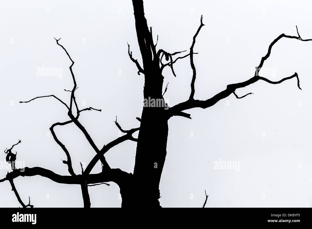 black and white silhouette of tree detail-view Stock Photo - Alamy