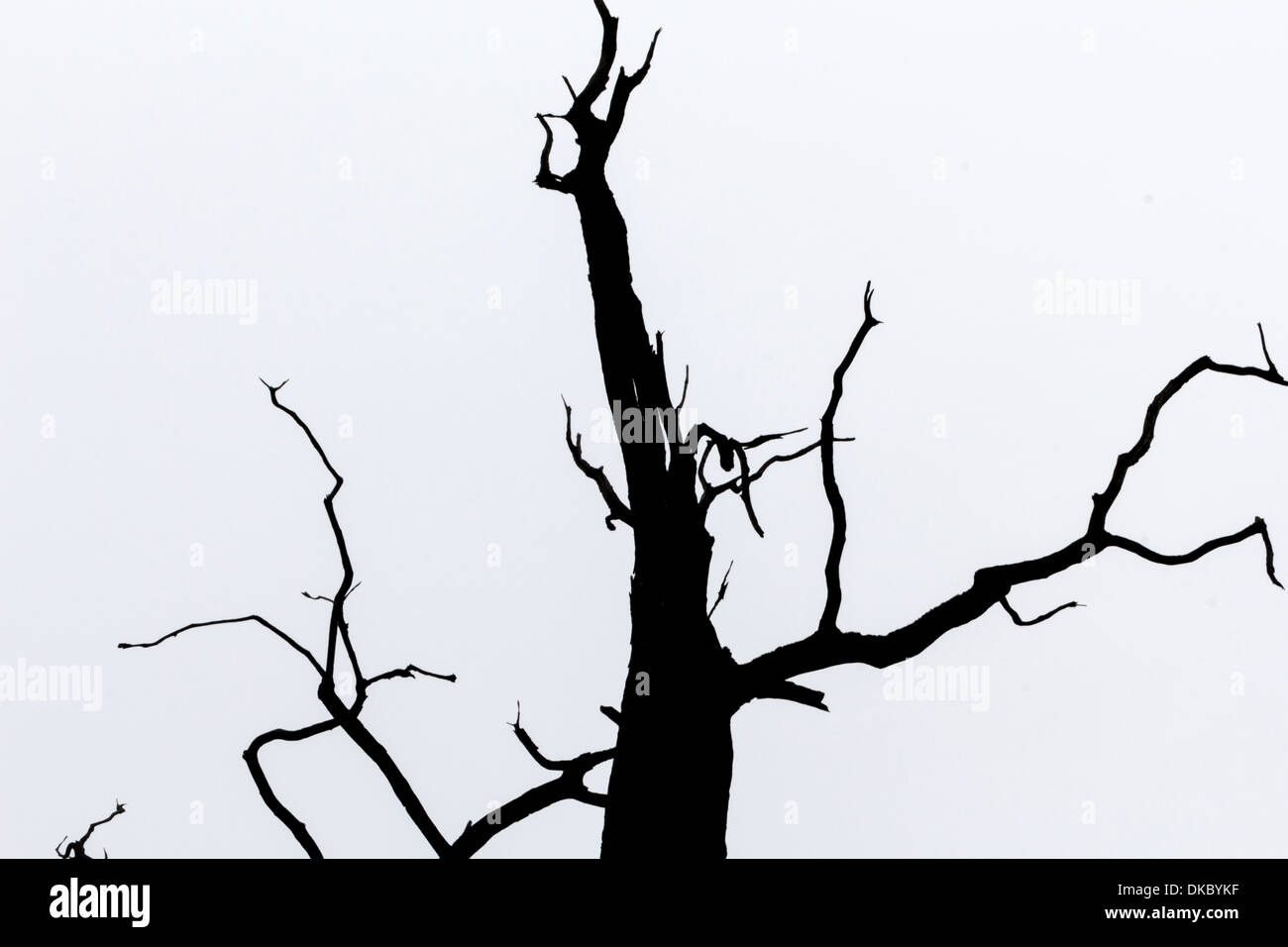 black and white silhouette of tree detail-view Stock Photo - Alamy