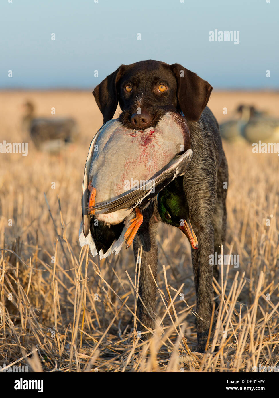 Duck Hunting Stock Photo 63572793 Alamy