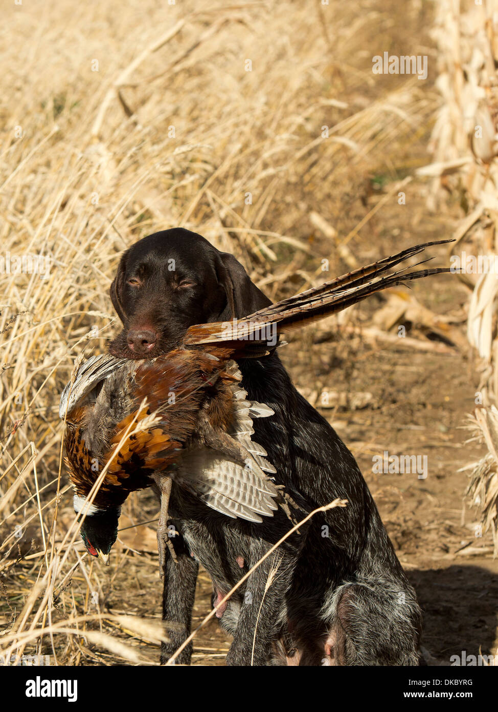 Drahthaar Hunting Dog with a Rooster Pheasant Stock Photo - Alamy