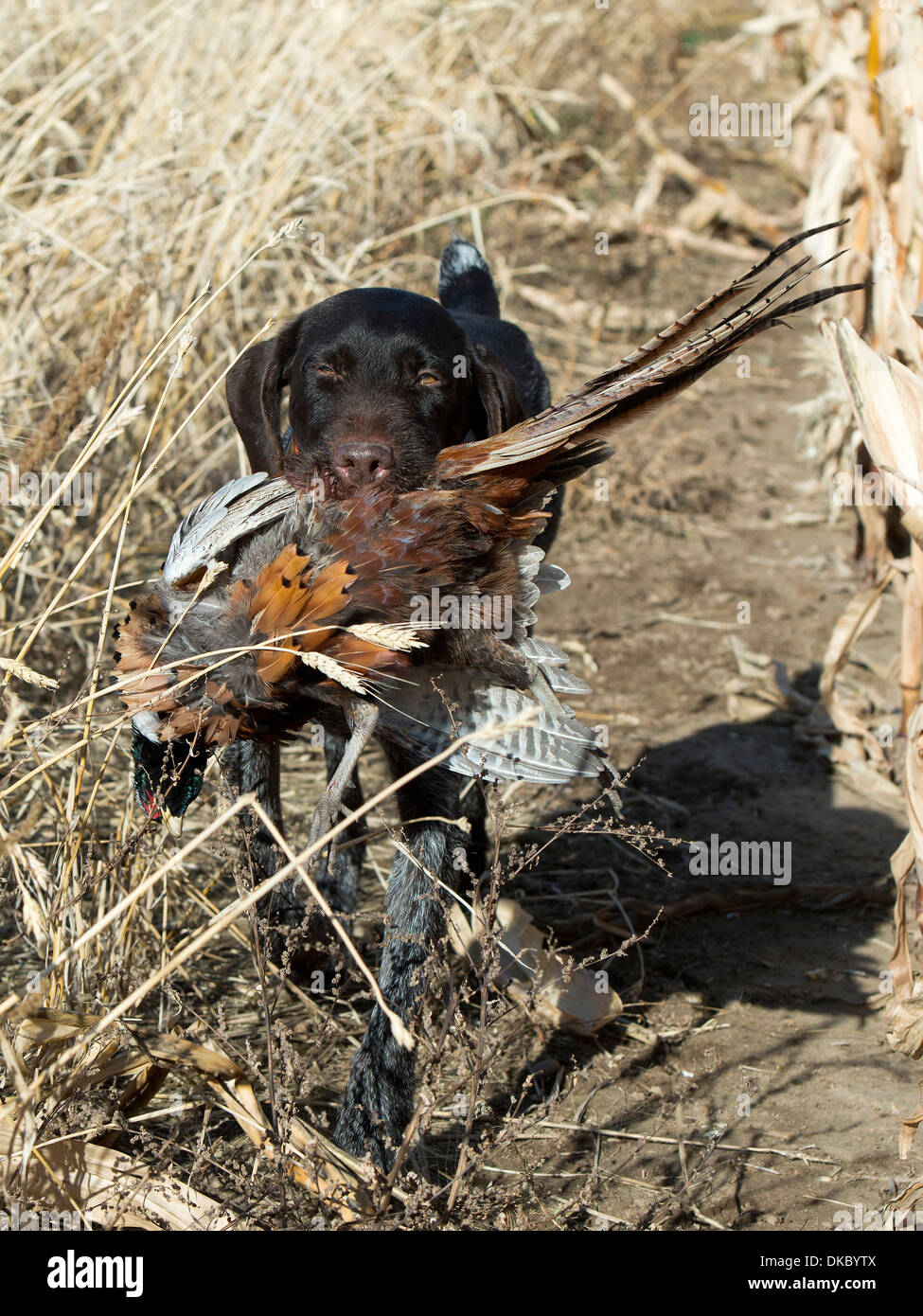 Drahthaar Hunting Dog with a Rooster Pheasant Stock Photo - Alamy