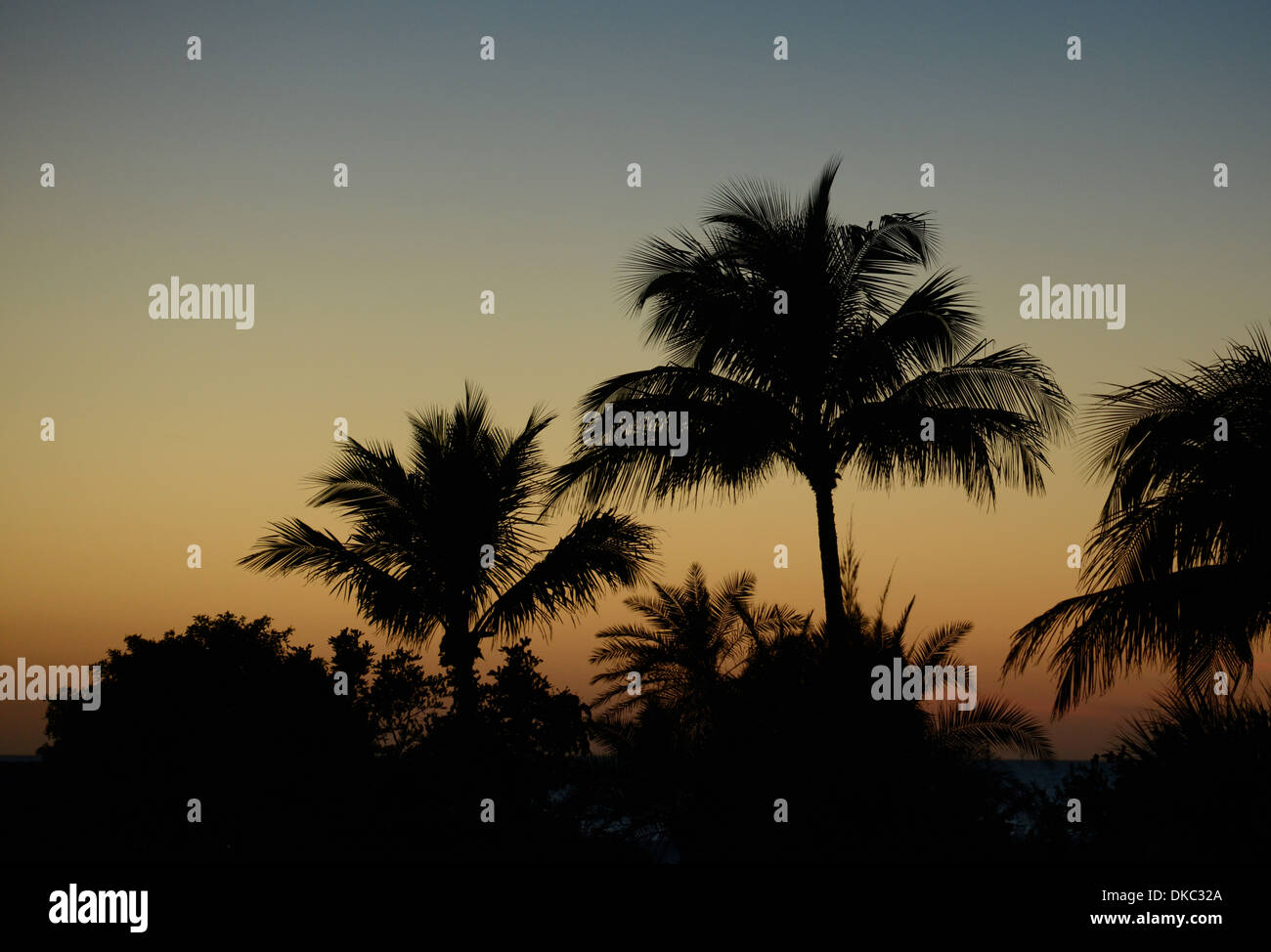 Palm trees at sunset Siesta Key, Florida. Stock Photo