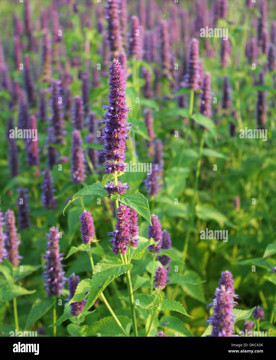 Fragrant giant hyssop hires stock photography and images Alamy