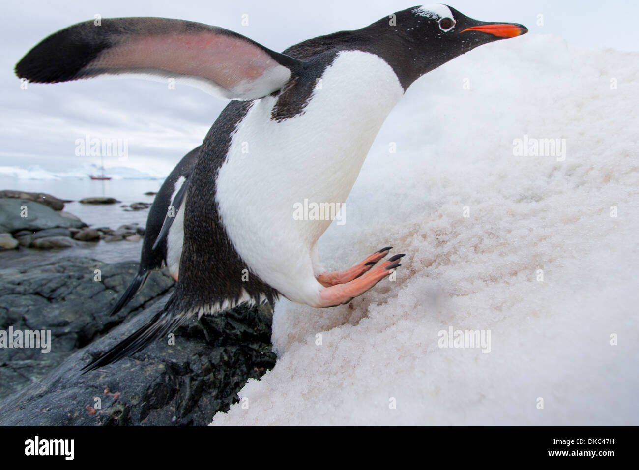 Лапа ласта. Папуанский Пингвин. Папуанский Пингвин Антарктида. Субантарктический Пингвин. Пингвиньи лапы.