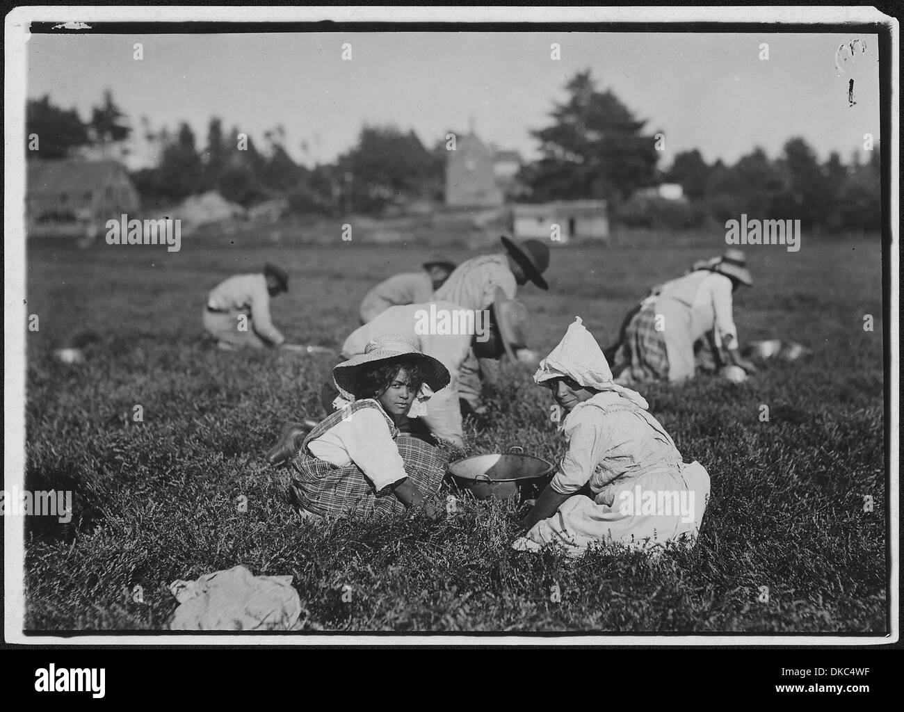 Celia Perry, a young picker. Rochester, Mass. 523475 Stock Photo