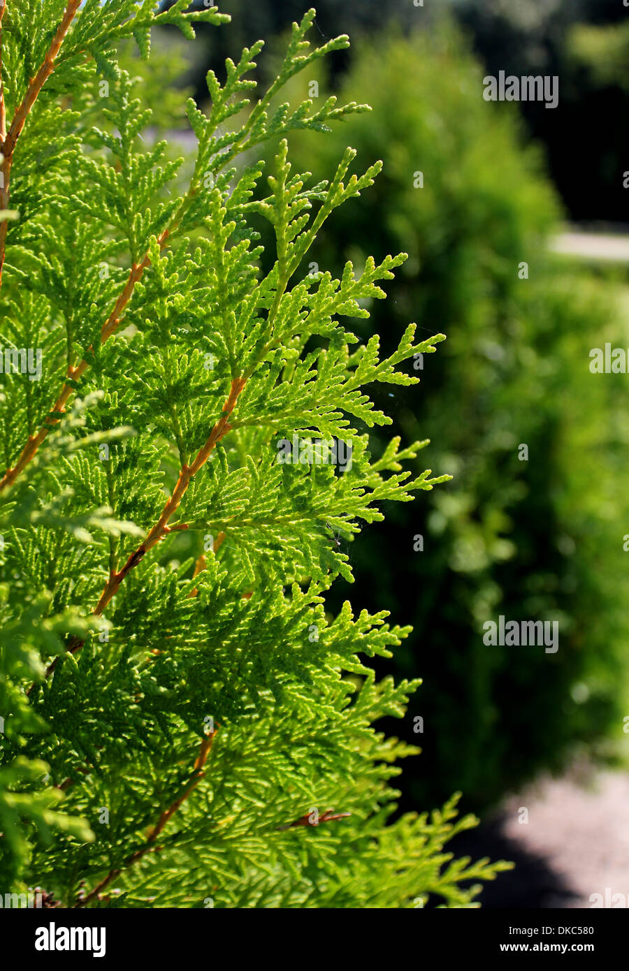 Green Thuja orientalis ' Elwangeriana aurea' Stock Photo