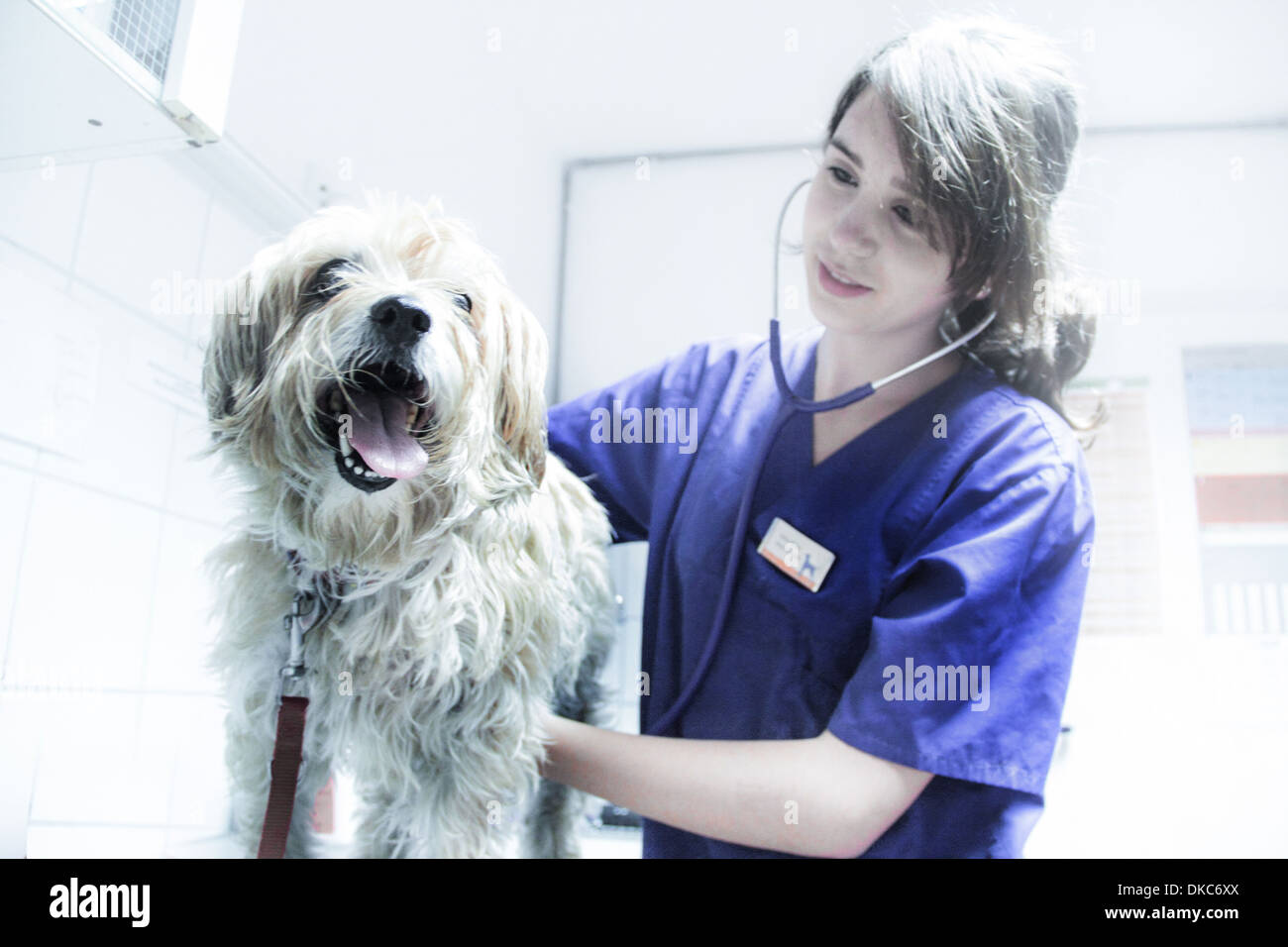 Vet using stethoscope on dog Stock Photo Alamy