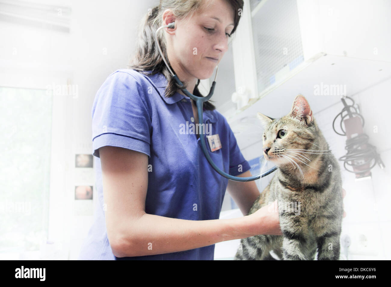 Vet using stethoscope on cat Stock Photo Alamy
