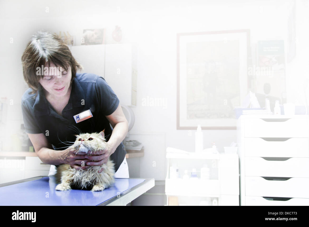 Vet treating cat Stock Photo Alamy