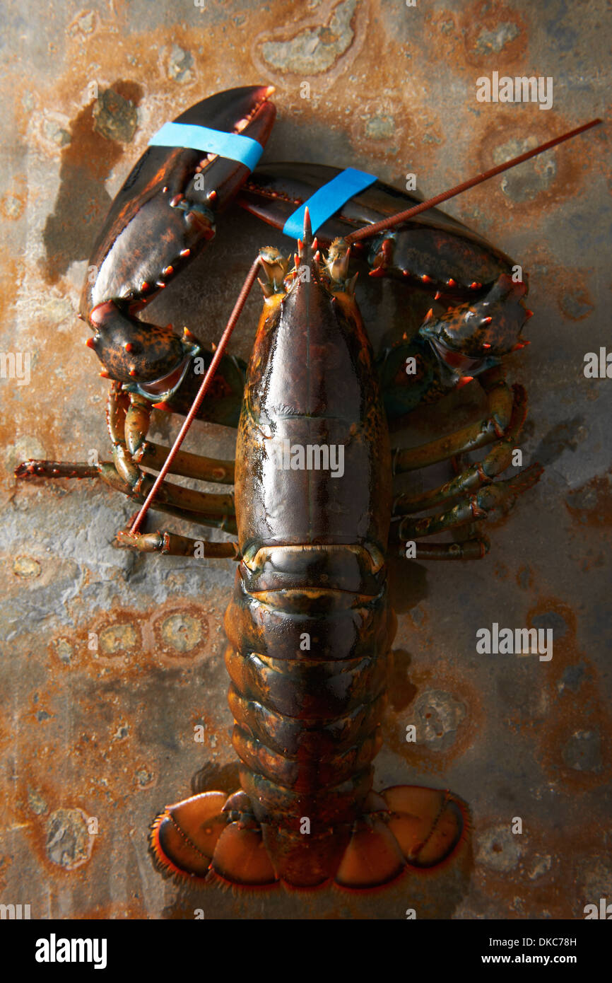 Lobster with claws taped Stock Photo Alamy