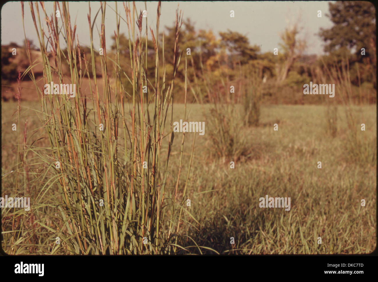 EXAMPLE OF ONE SPECIE OF TALL GRASS, BIG BLUESTEM, MAKING A COMEBACK IN