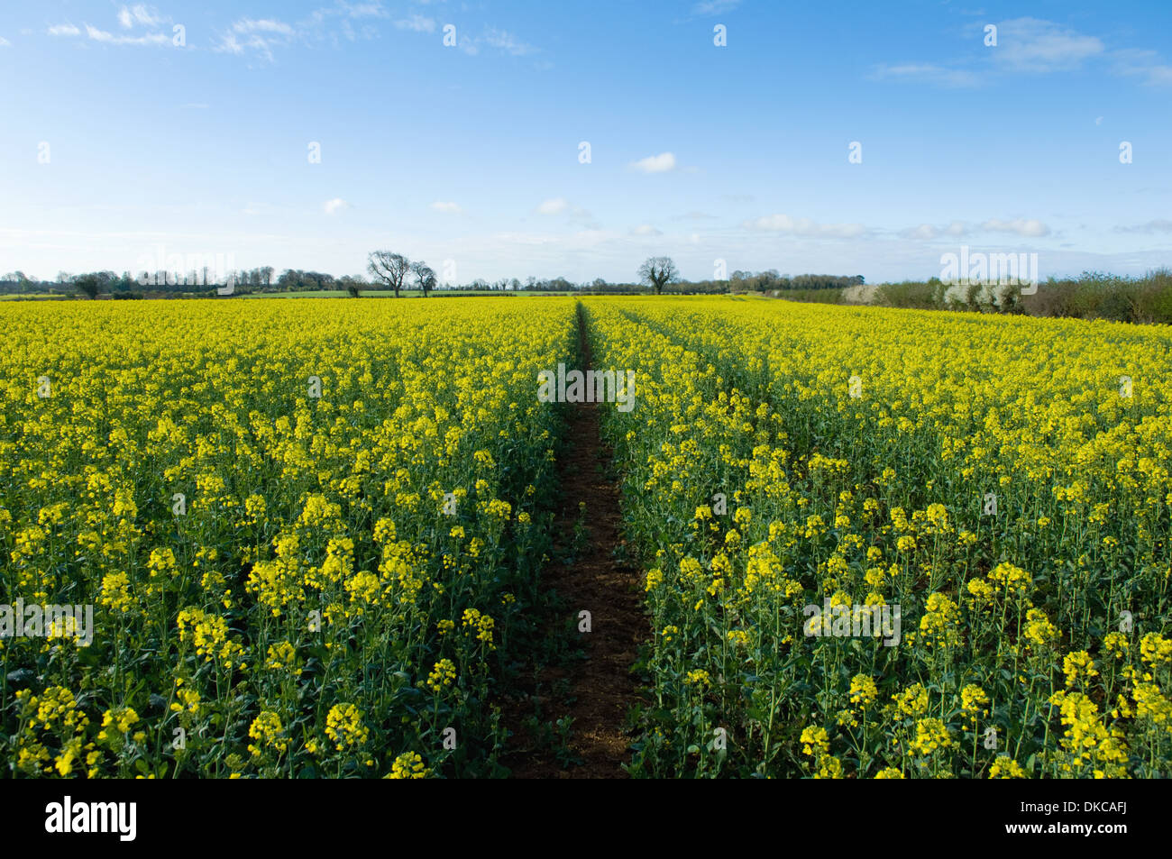 Field of yellow oil seed rape Stock Photo - Alamy