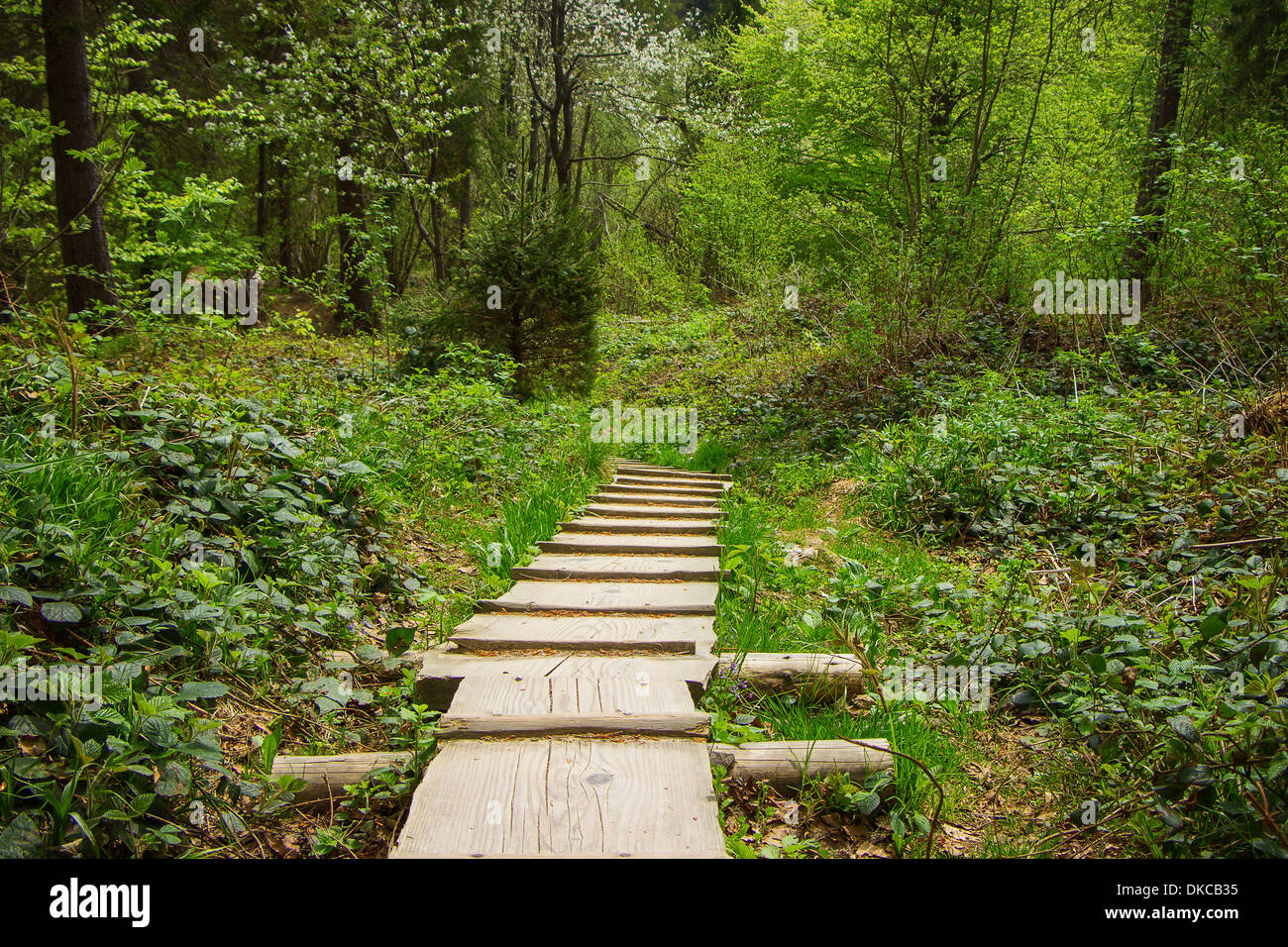 wooden footpath downhill in forest in the spring Stock Photo