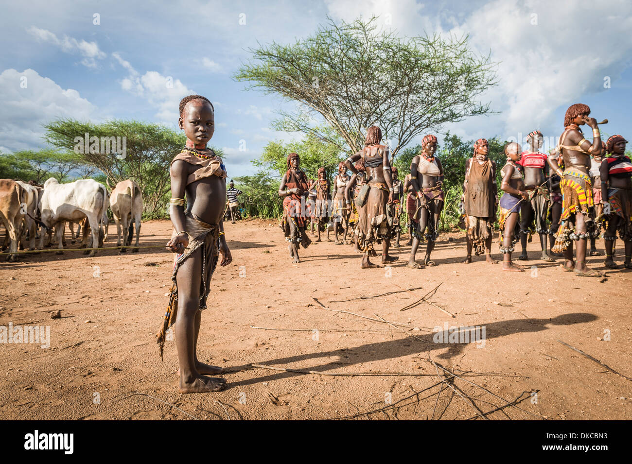 Women dancing around the cattle during a bull jumping ceremony. A rite of passage from boys to men. Hamer tribe, Omo valley, Ethiopia Stock Photo