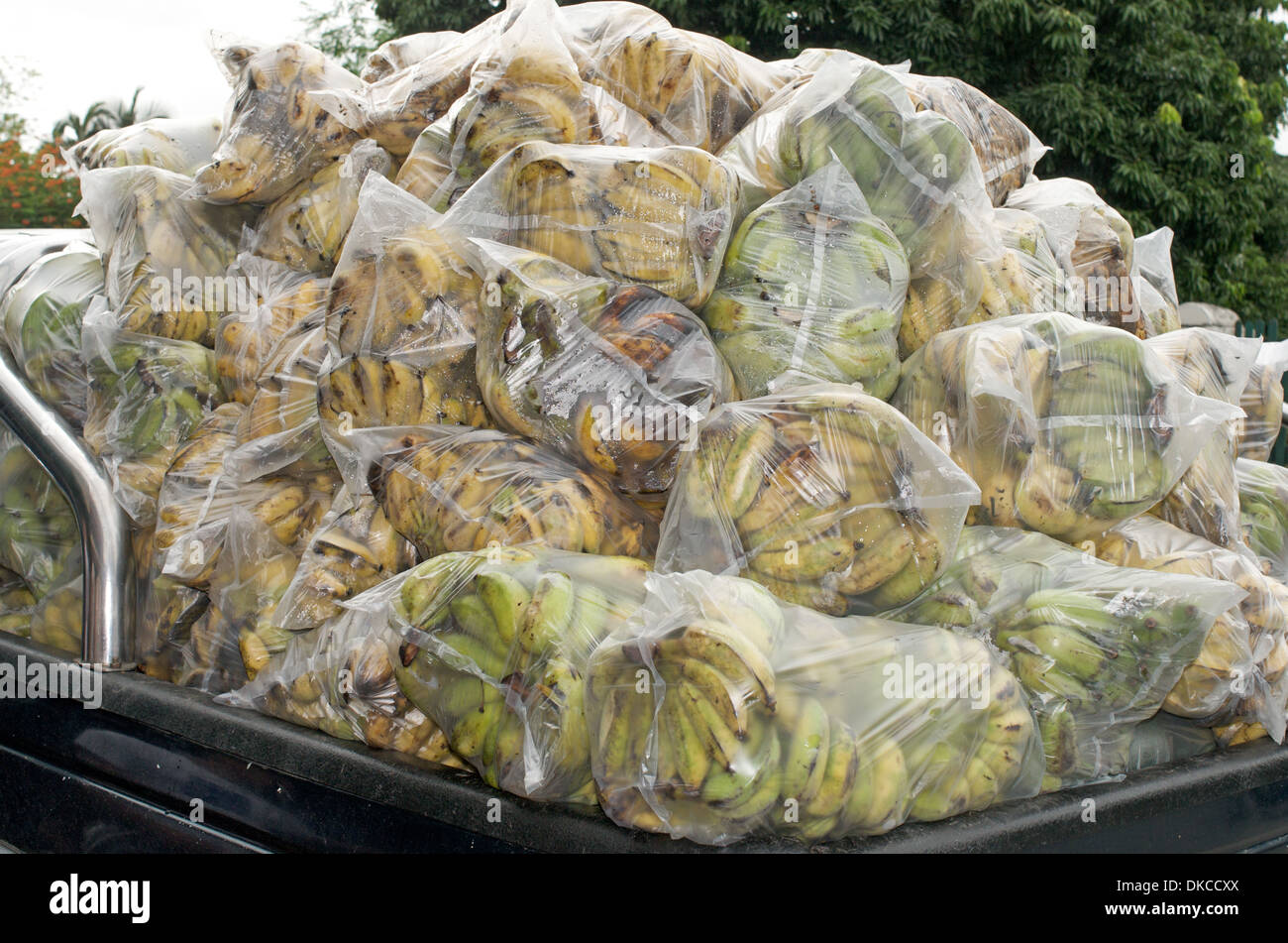 Truck piled high with bananas in Chiang Mai, Thailand Stock Photo