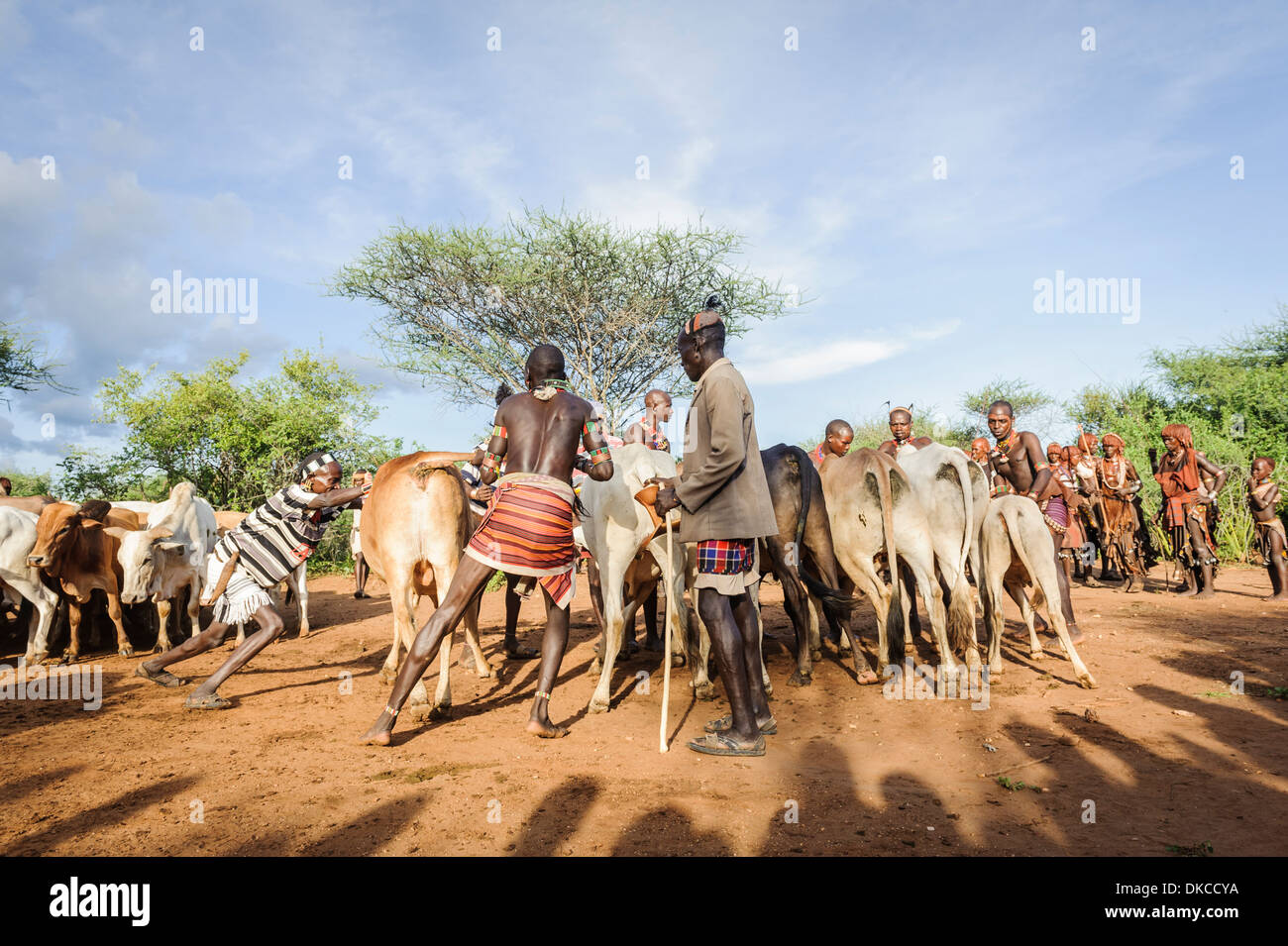 Gathering the cattle for a bull jumping ceremony. A rite of passage from boys to men. Hamer tribe, Omo valley, Ethiopia Stock Photo