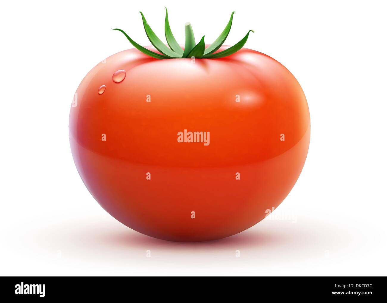 Vector illustration of big ripe red fresh tomato isolated on white ...