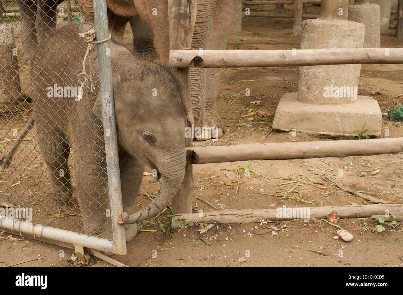 Baby elephant ventures out at Elephant Nature Park, Thailand Stock Photo