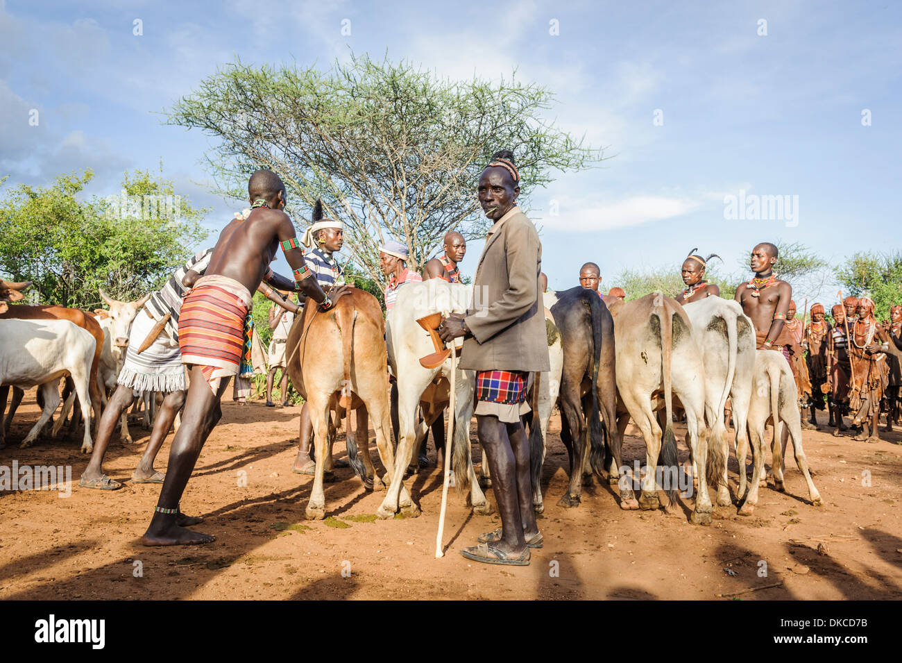 Gathering the cattle for a bull jumping ceremony. A rite of passage from boys to men. Hamer tribe, Omo valley, Ethiopia Stock Photo