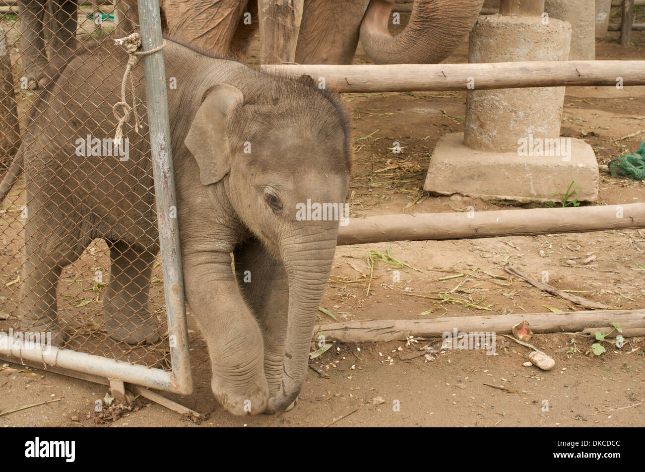 Baby Asian elephant ventures out in Elephant Nature Park, northern Thailand Stock Photo