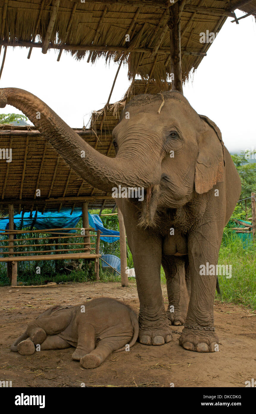 Mother elephant stands watch while baby sleeps, Elephant Nature Park, northern Thailand Stock Photo