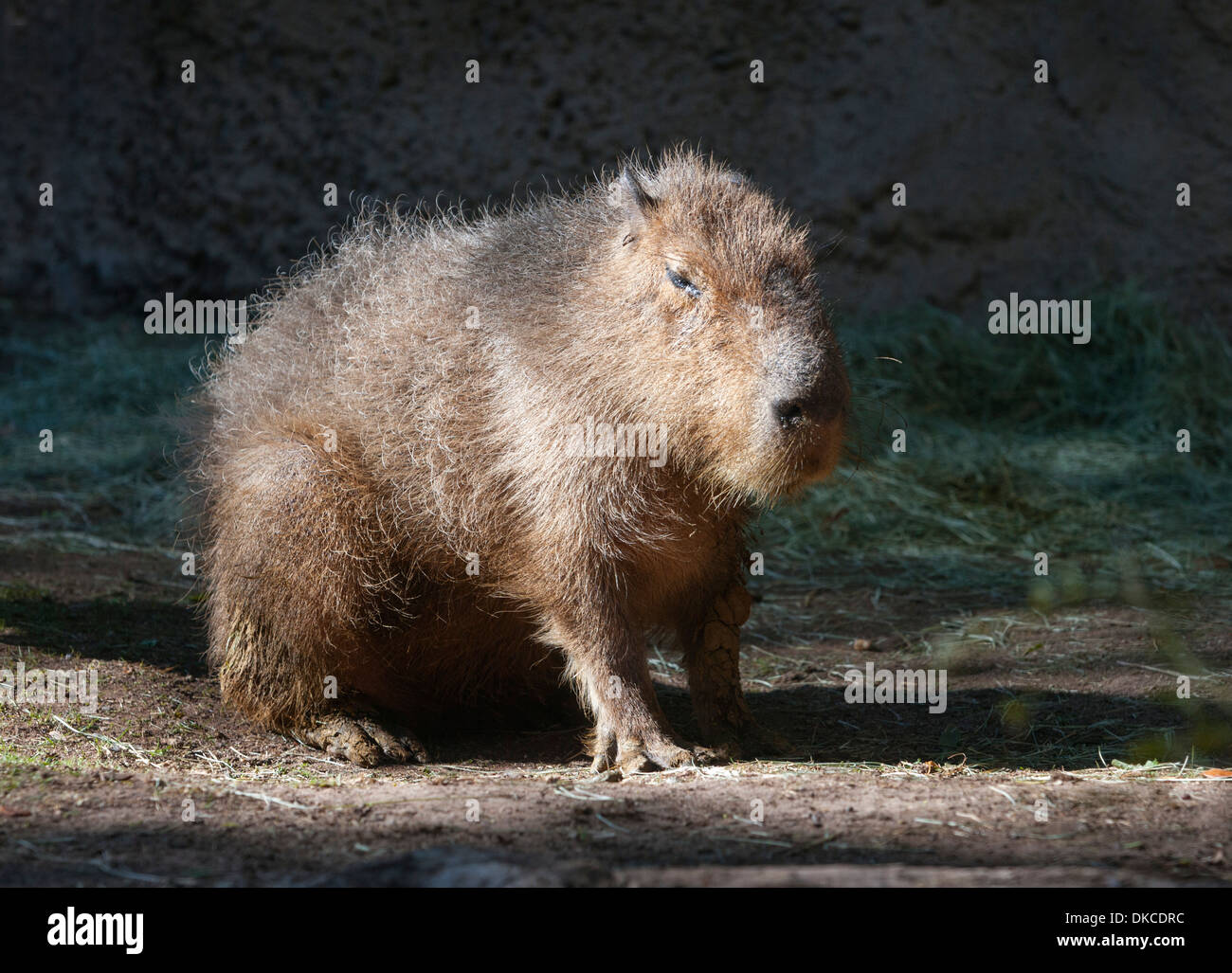 Capybara the world's largest rodent related to guinea pigs Stock Photo