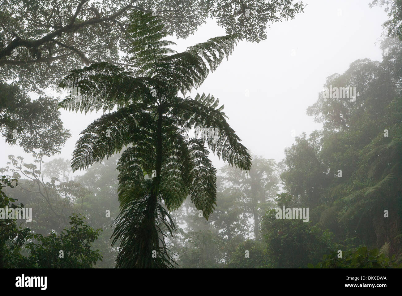 Monteverde Cloud forest of Costa Rica. Stock Photo