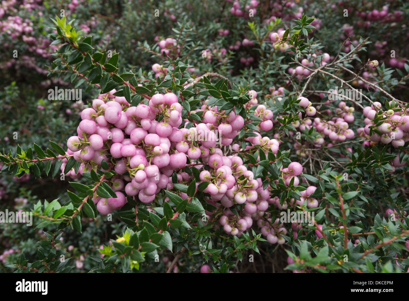 Gaultheria mucronata with pale pink winter berries coated in winter autumnal mist dew Stock Photo