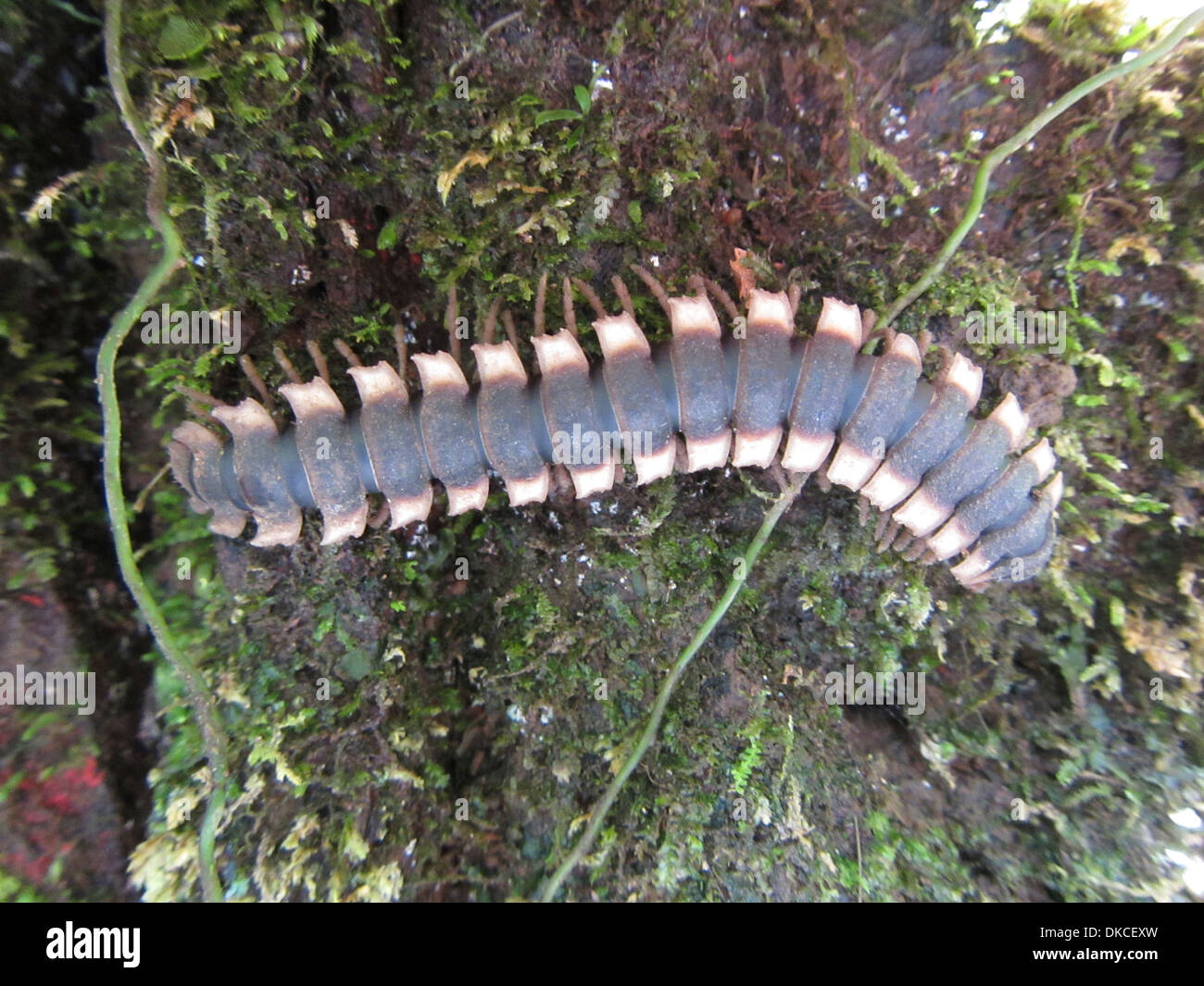 centipede milipede Costa Rica Stock Photo Alamy