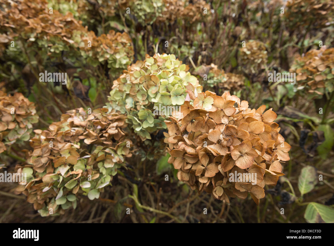 mass of dead Japanese Hydrangea plants the orange flowers heads Stock
