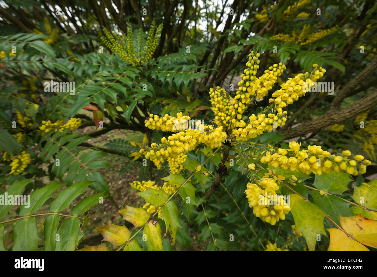 Yellow fragrant flowering Mahonia an evergreen shrub in gentle mist with winter sun Stock Photo