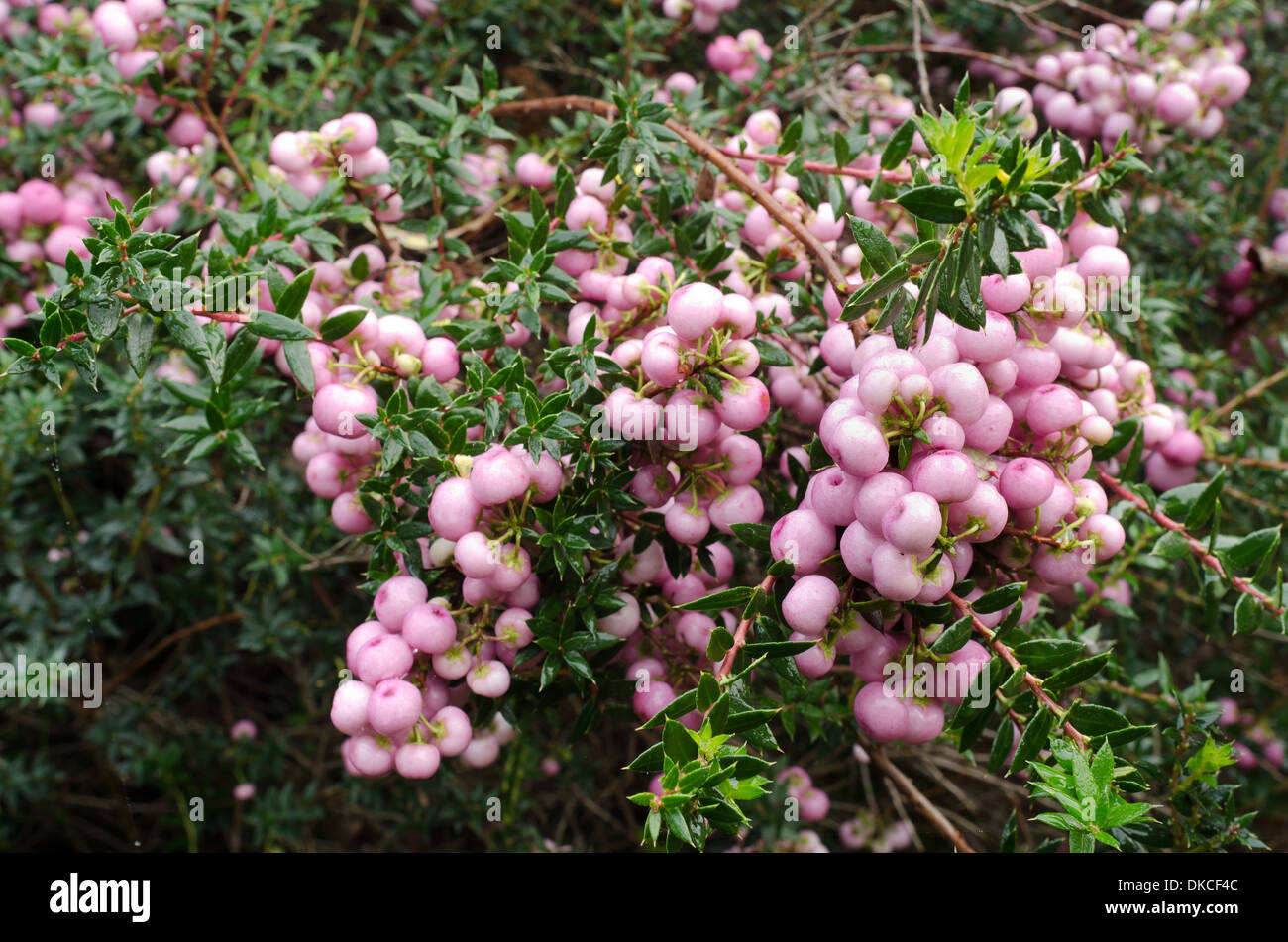 Gaultheria mucronata with pale pink winter berries coated in winter autumnal mist dew Stock Photo