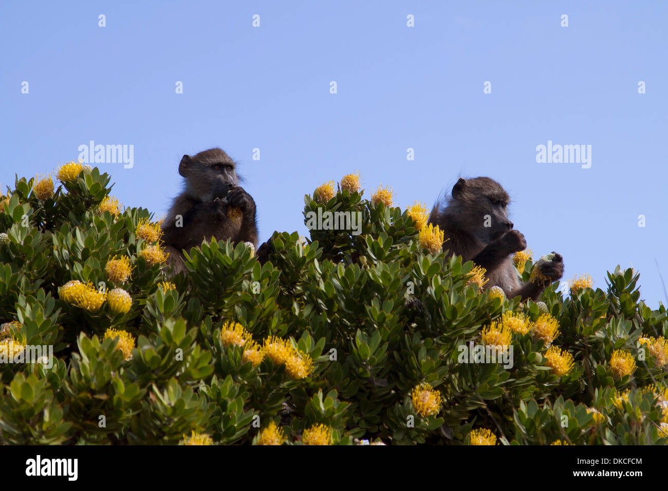 Chacma baboons (Papio ursinus) in the Cape of Good Hope, Table Mountain National Park, Cape Town Stock Photo