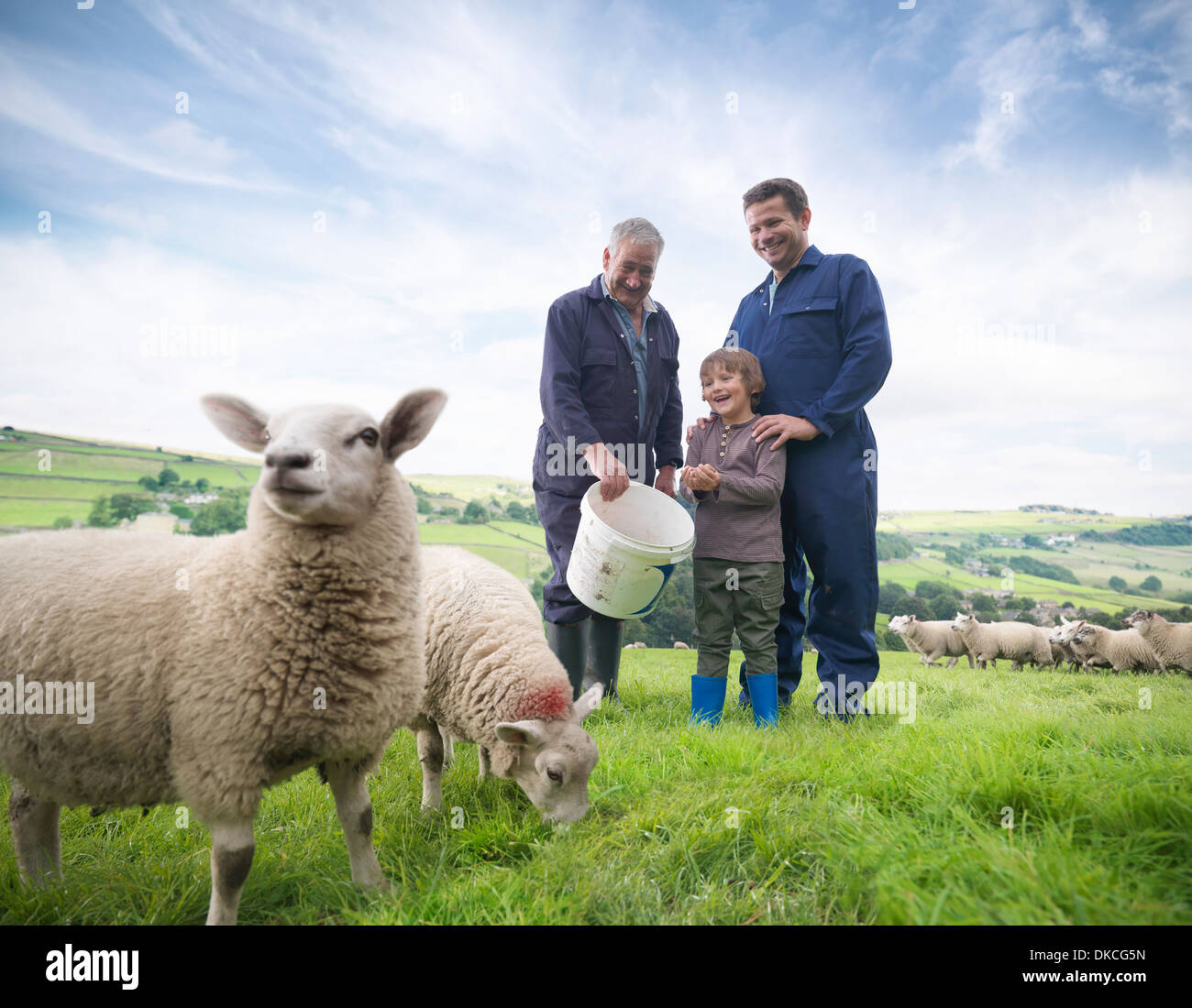 Mature farmer, adult son and grandson feeding sheep in field Stock Photo