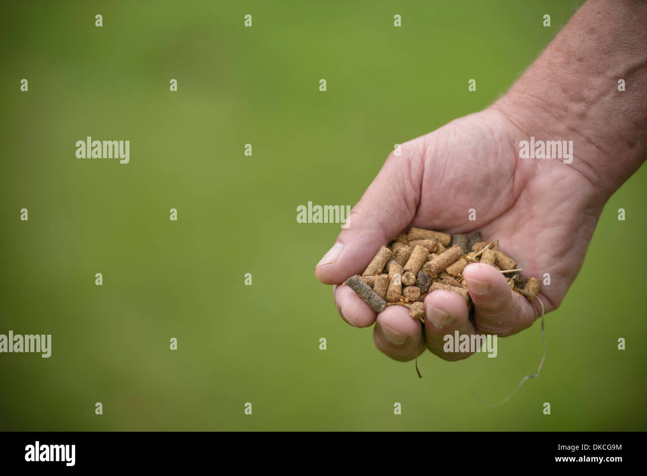 Close up of farmer holding animal feed, focus on foreground Stock Photo