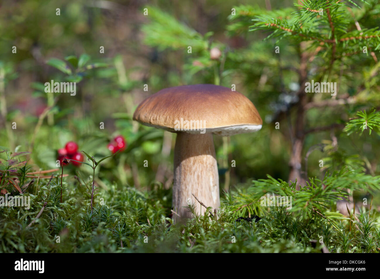 Boletus edulis (porcini) mushroom growing Stock Photo