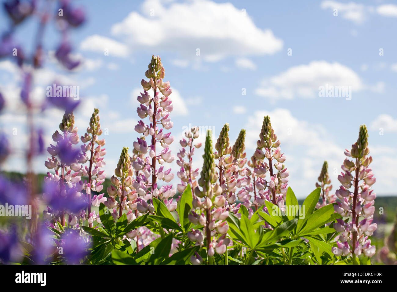 Pink flowers growing outside Stock Photo Alamy