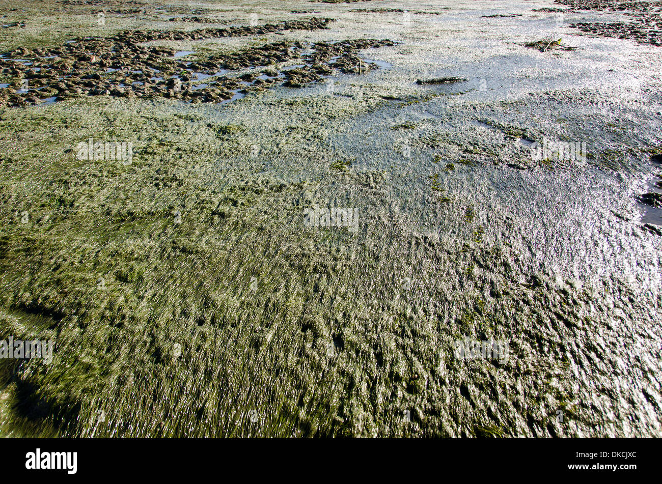 Tidal flat with zostera grass in Albufeira, Portugal Stock Photo