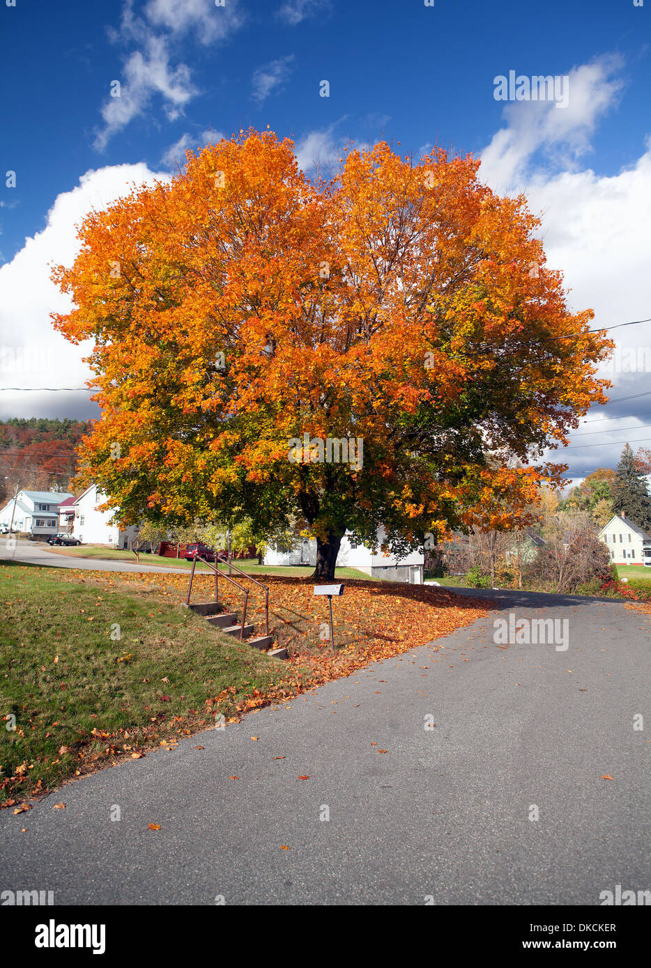 A large Maple tree with red, gold, yellow and orange Autumn colored leaves in a New England home yard. Stock Photo