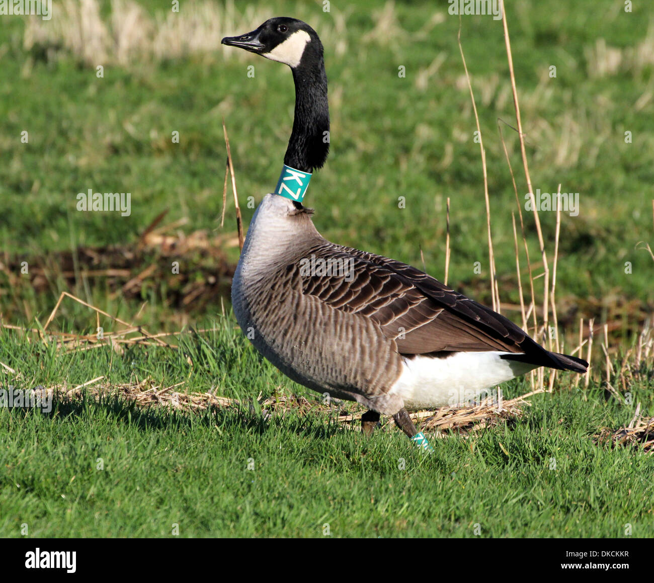 Canada Goose (Branta canadensis) with green neck-collar in a meadow Stock  Photo - Alamy