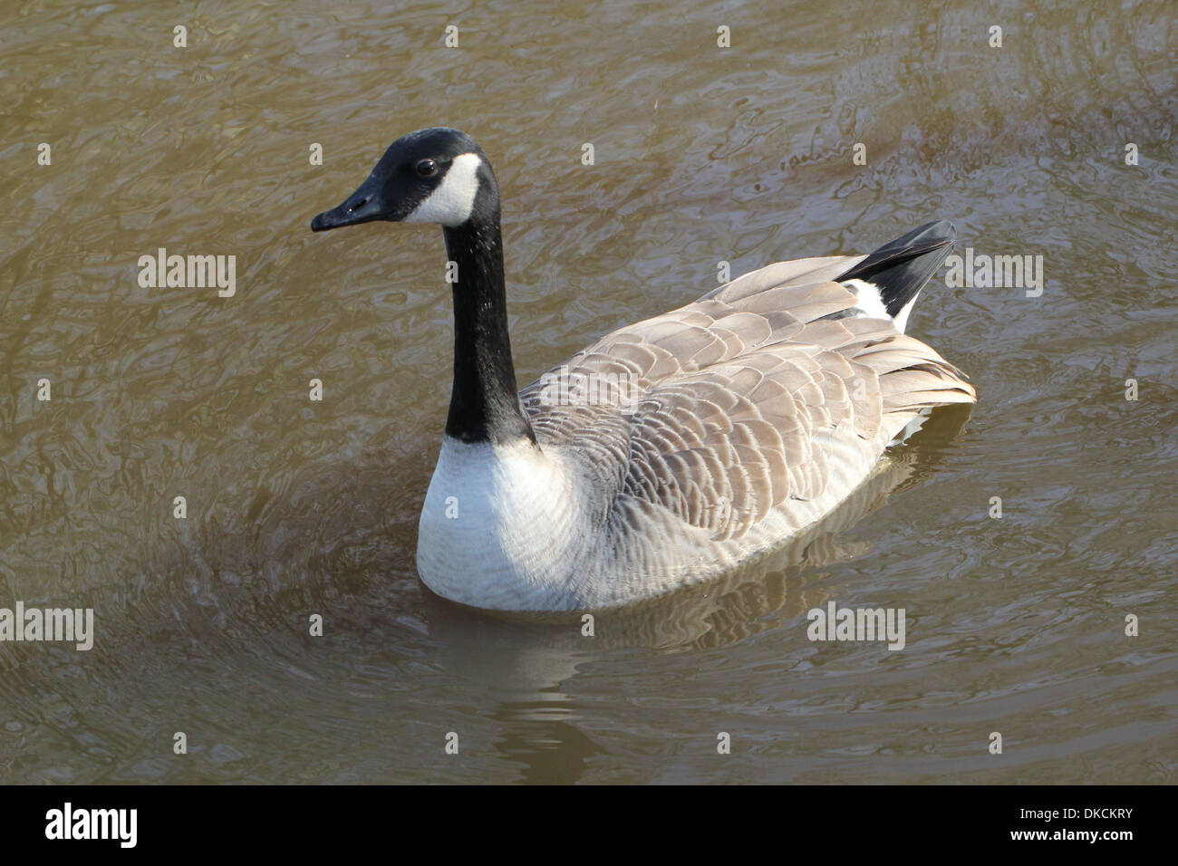 Canada geese swimming hi-res stock photography and images - Page 30 - Alamy