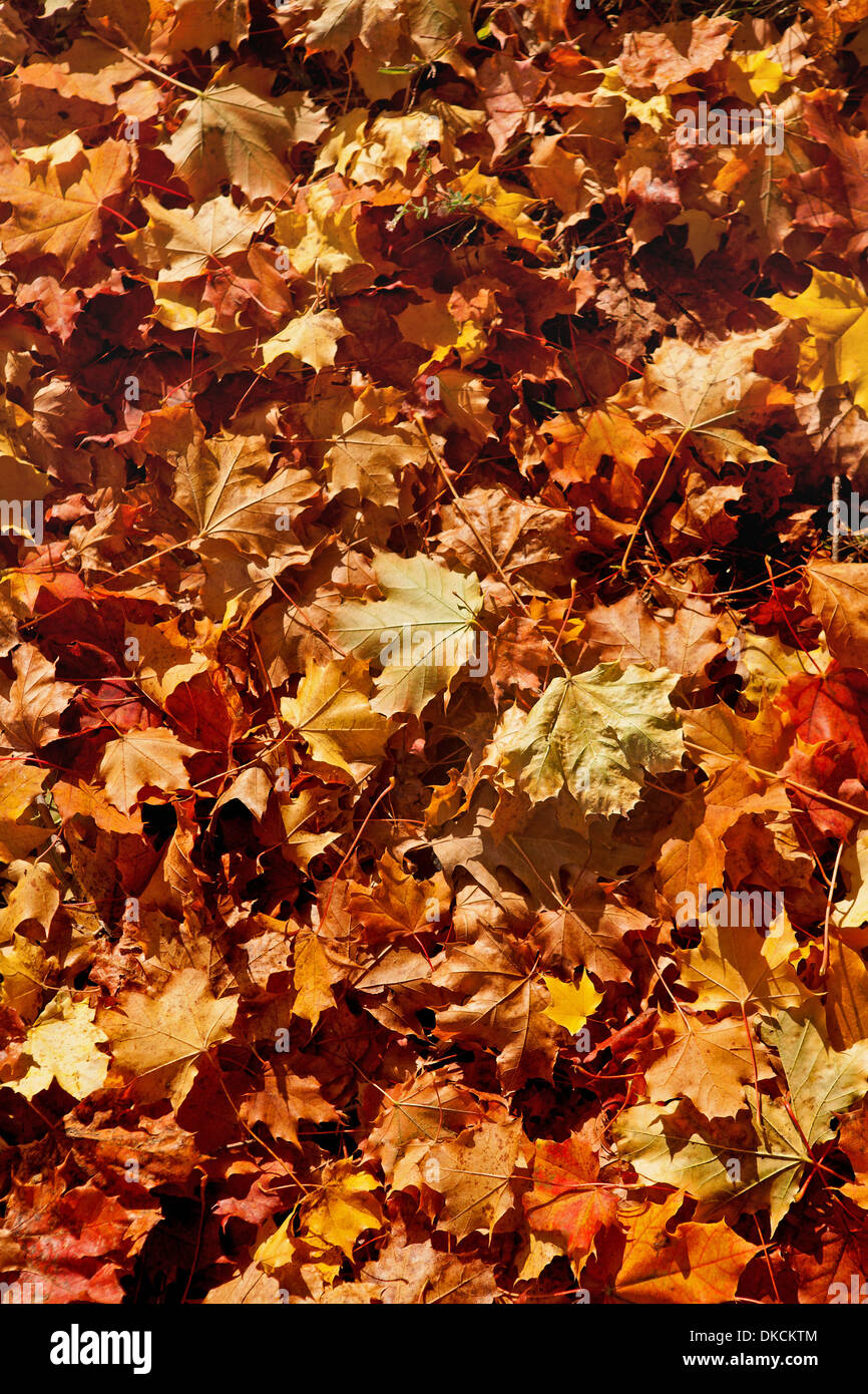 Changing colours hi-res stock photography and images - Alamy