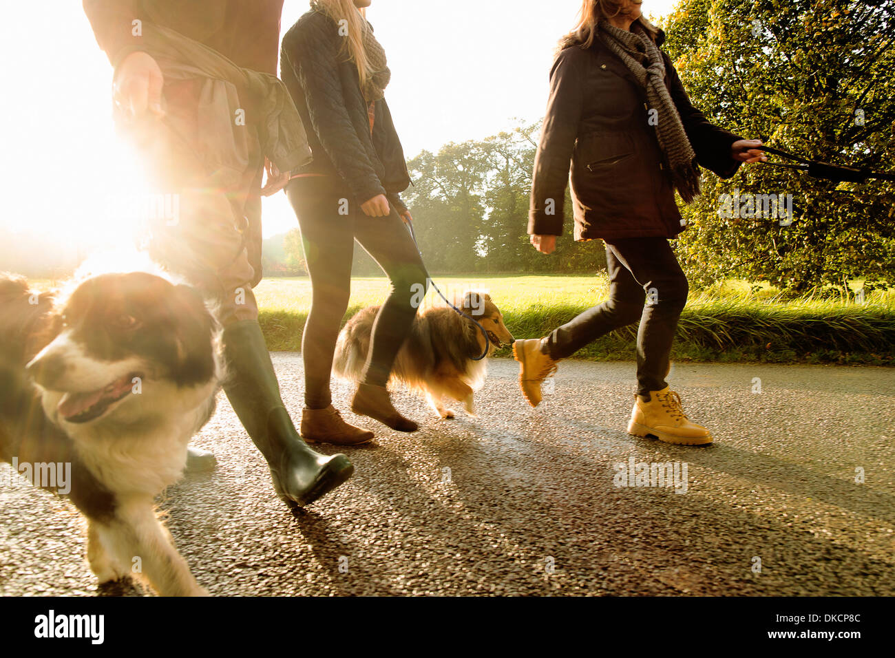 Senior couple and granddaughter walking dogs, Norfolk, UK Stock Photo