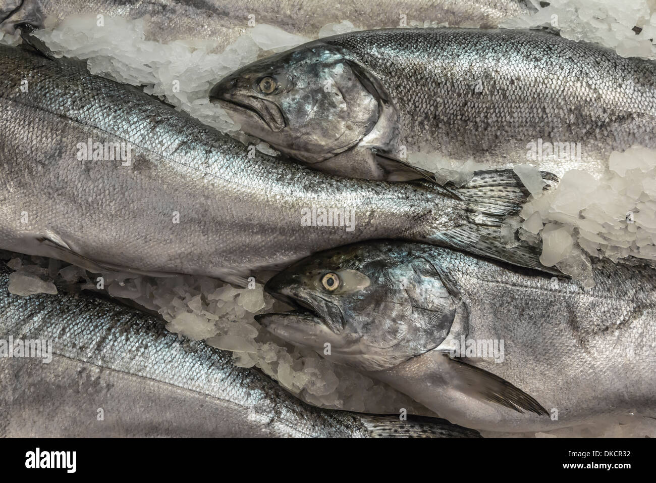 1,500+ King Salmon Stock Photos, Pictures & Royalty-Free Images