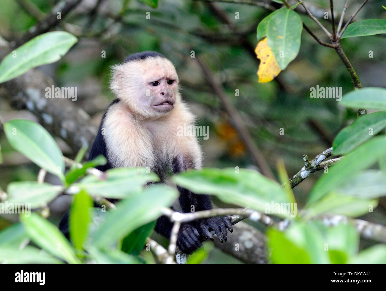 An anxious looking white faced capuchin monkey (Cebus capucinus) pauses while feeding. Drake Bay, Corcovado National Park, Stock Photo