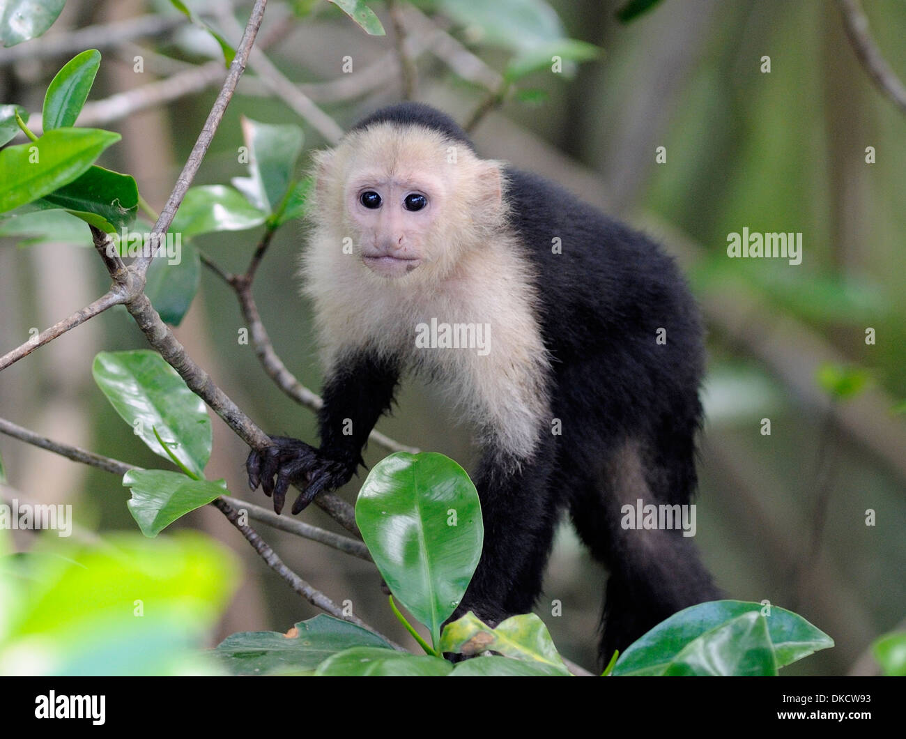 A young white faced capuchin monkey (Cebus capucinus) pauses while feeding. Drake Bay, Corcovado National Park,  Costa Rica Stock Photo